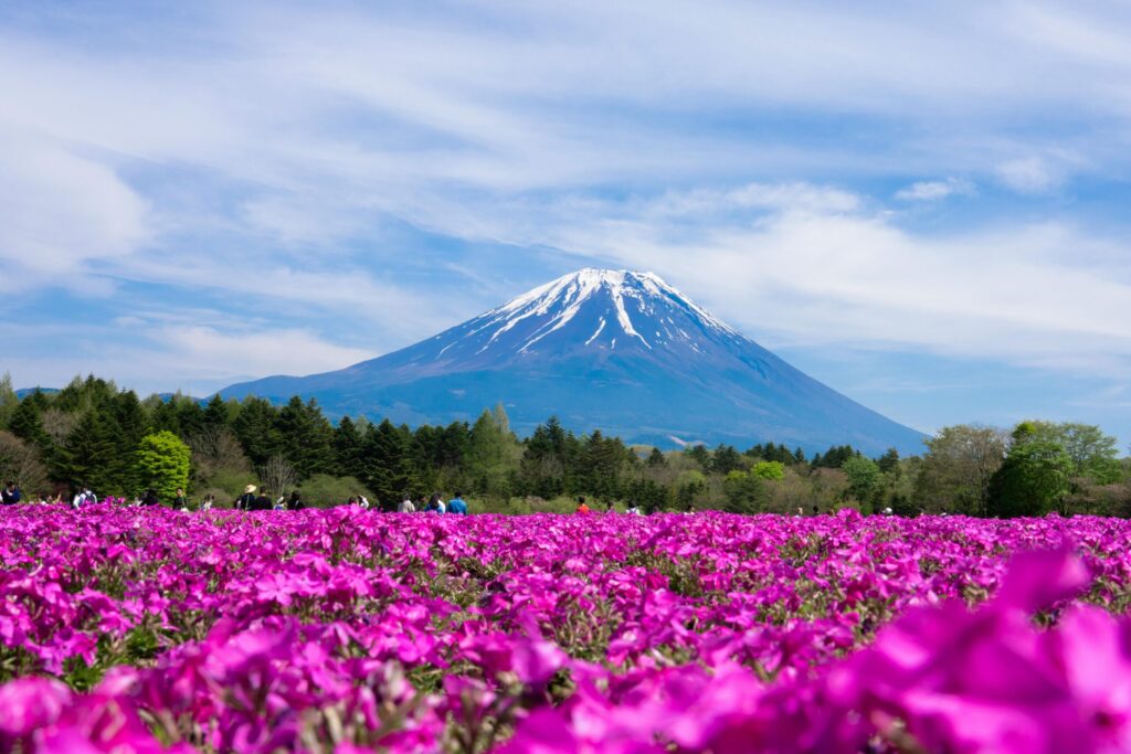 Beautiful view of Mount Fuji with colorful flower field in spring.
